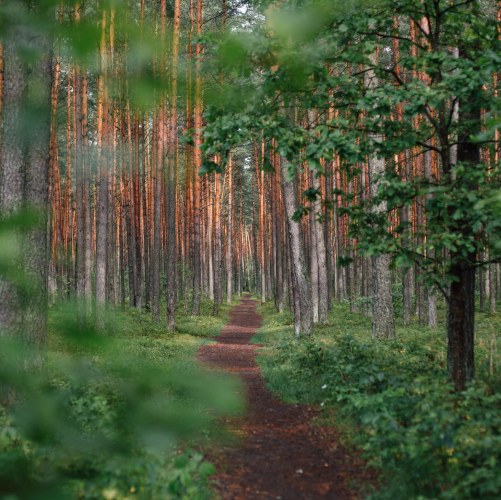 Forest Path